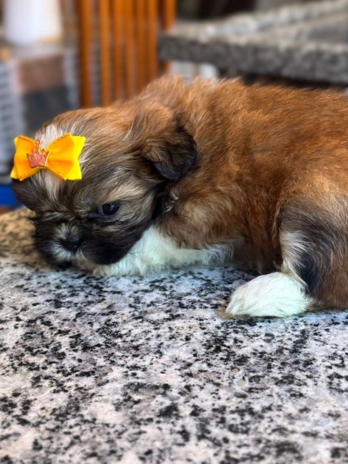 Shi Tzu